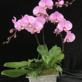 Pink orchids in a gray planter with green foliage