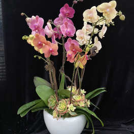Potted orchid arrangement with pink, peach, and white blooms