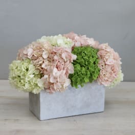Low arrangement of pastel and green hydrangeas in a rectangular gray concrete container