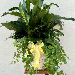 Potted green plant arrangement with trailing ivy in a wicker basket