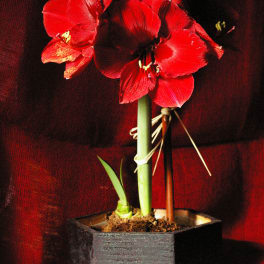 Red amaryllis blooms in a square black pot