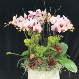 Pink orchids arranged in a white vase with pinecones and greenery