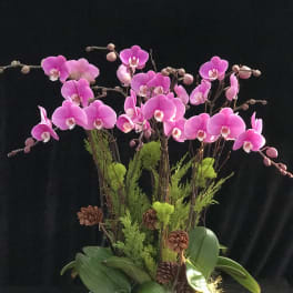 Pink orchids arranged in a black vase with green foliage and pinecones