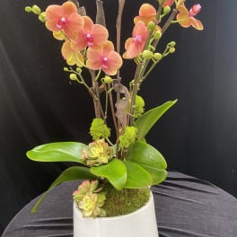 Orange orchids in a white pot with succulents and moss