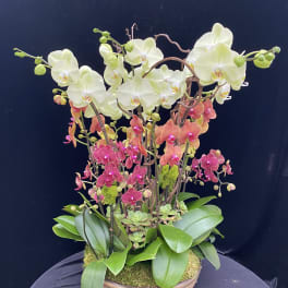 Orchid arrangement with white and pink blooms in a low bowl planter