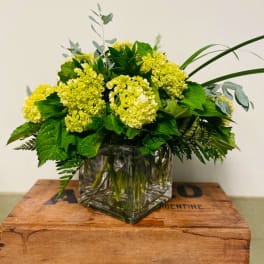 Yellow hydrangea arrangement in a square glass vase