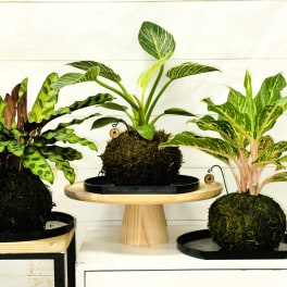 Three small houseplants in moss ball planters on black trays and stands