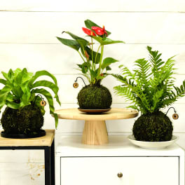 Three moss ball potted plants displayed on small stands and a cabinet.