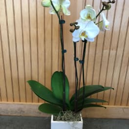 White orchid plant in a square white pot
