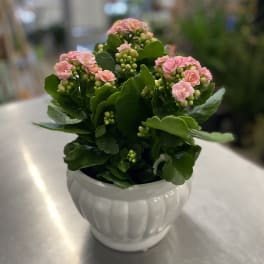Pink flowering plant in a white ceramic pot