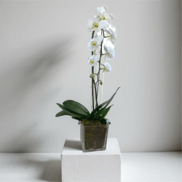 White orchid plant in a clear square pot on a white pedestal