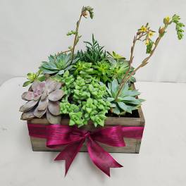 Succulent planter in a wooden box with pink ribbon and tall flowering stems