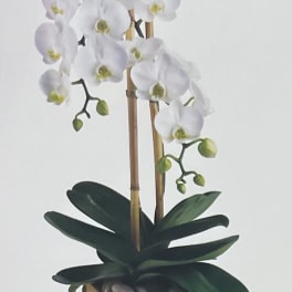 White orchid arrangement in a wooden planter with bamboo stakes