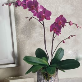 Purple orchid plant in a clear glass container with white stones