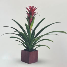 Potted plant with long green leaves and a red flower spike in a square planter