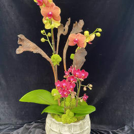 Orchid arrangement in a textured pot with bright green accents