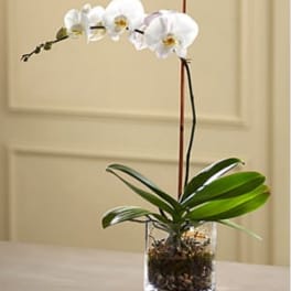 White Orchid Planter