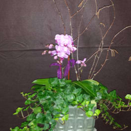 Purple orchid arrangement in a square ceramic planter with trailing ivy