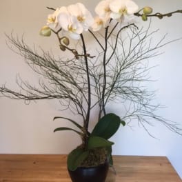 White orchid arrangement in a black pot with airy branches