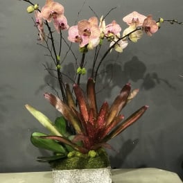 Orchid arrangement in a square stone planter with burgundy foliage