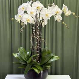 White orchid arrangement in a black pot with glossy green leaves