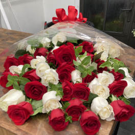 Large bouquet of red and white roses wrapped in clear plastic with a red bow