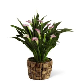 The FTD Calla Lily Planter
