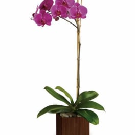Potted orchid with magenta blooms in a wooden planter