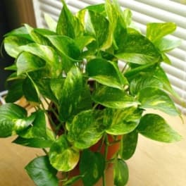 Potted pothos plant with variegated green leaves
