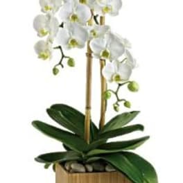Opulent Orchid Plant