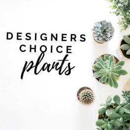 Assorted potted succulents arranged around the words "Designers Choice plants"