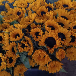 Sunflowers