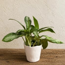 Potted green houseplant in a white ceramic pot on a wooden surface