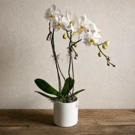 White orchid plant in a white pot on a wooden table