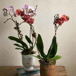 Two potted orchid plants with pink and coral blooms on a wooden table