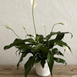 White peace lily plant in a white pot on a wooden surface