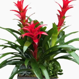 Potted arrangement with red bromeliad flowers and green foliage