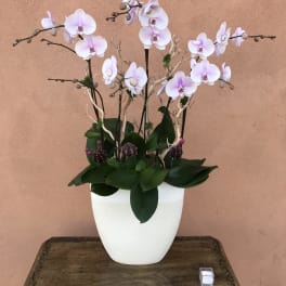 White and pale pink orchids arranged in a white vase