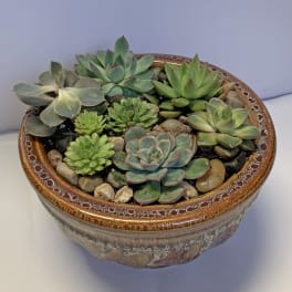 Succulent arrangement in a decorative ceramic bowl with pebbles