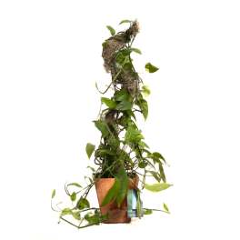 Potted trailing green houseplant trained on a moss pole
