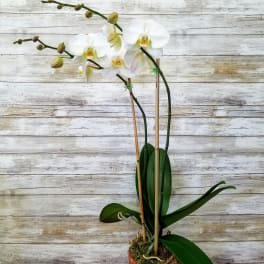 Double Bloom White Phalaenopsis Orchid