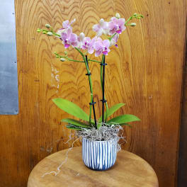Potted pink orchid plant in a striped ceramic pot