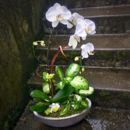 White phalaenopsis orchid with mixed green foliage plants in a low white ceramic bowl planter