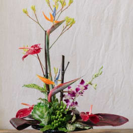 Tropical arrangement with bird of paradise and orchids in a black pot