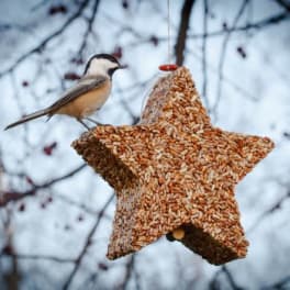 Bird perched on a star-shaped hanging seed feeder