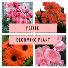 Colorful Blooming Plant - Petite