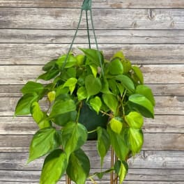 Brasil Philodendron Hanging Basket