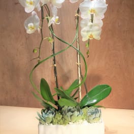 White orchids in a rectangular planter with succulents