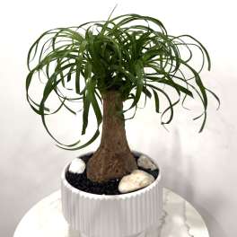Potted ponytail palm in a white ribbed planter with decorative stones