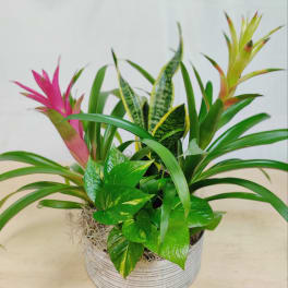 Tropical plant arrangement in a white container with pink and green foliage